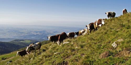 Lors de Cheese 2023, nous discutons de la façon dont le pâturage régénératif peut sauver les prairies stables