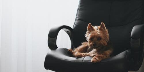 Journée canine au bureau, les secrets d'une coexistence heureuse