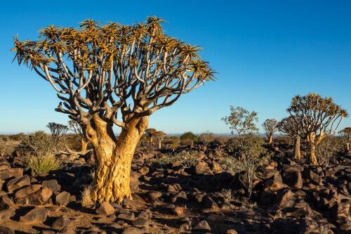 La recherche confirme :Les projets de reforestation des grandes entreprises sont une arnaque