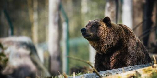 La Suède tuera 20 pour cent de ses ours pendant la saison de chasse