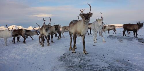 Bilan de l’Arctique 2022 :L'Arctique devient de plus en plus pluvieux et les saisons changent, entraînant de vastes perturbations pour les personnes, les écosystèmes et la faune.