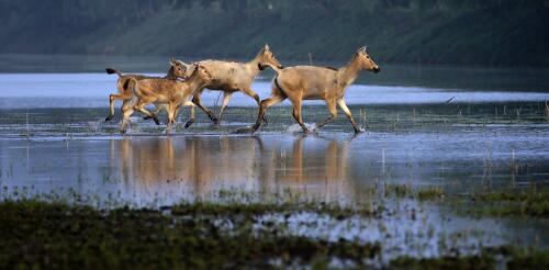 La Chine est-elle prête à prendre la tête de la protection de la nature ?Lors de la prochaine conférence des Nations Unies sur la biodiversité, elle présidera et donnera le ton