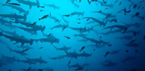 Méfiez-vous de la « Semaine du requin » :Les scientifiques ont regardé 202 épisodes et les ont trouvés remplis de science indésirable, de désinformation et d'« experts » d'hommes blancs nommés Mike.