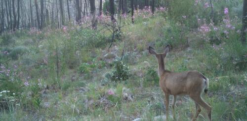 Les incendies de forêt remodèlent les forêts et modifient le comportement des animaux qui y vivent