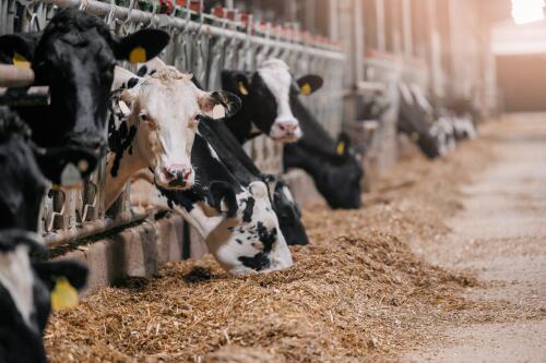 29 fermes de viande émettent du méthane provenant de 100 compagnies pétrolières