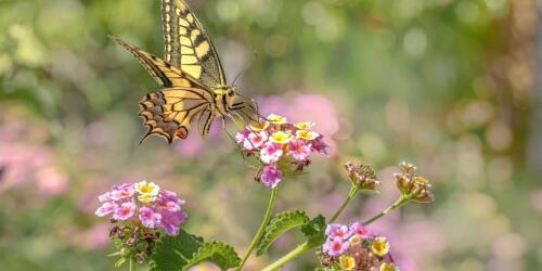 La biodiversité, fil rouge des discussions d'A2A Life racontées dans notre quotidien