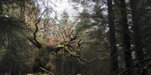 Skipinnish, le chêne « folklorique » nommé arbre de l'année au Royaume-Uni