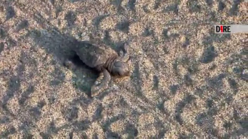 VIDÉO | La course des mini tortues vers la mer devient virale :ils sont nés en Ligurie