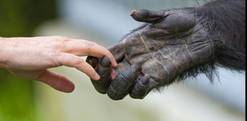 Les humains infectent les animaux infectent les humains – de la grippe aviaire, la prévention des pandémies nécessite la protection de toutes les espèces