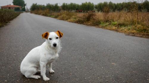 Aujourd'hui c'est la Journée mondiale du chien, l'appel :« Les abandonner, c’est les laisser mourir »