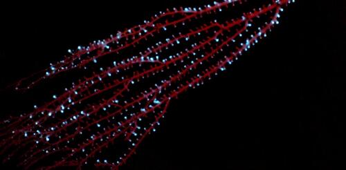 Des coraux brillants aux crevettes vomissantes, les animaux utilisent la bioluminescence pour communiquer depuis des millions d'années : voici ce que les scientifiques ignorent encore à ce sujet