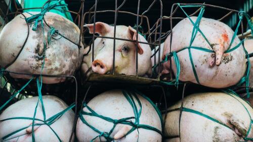 È cominciata la raccolta firme per cinque referendum sui diritti degli animali