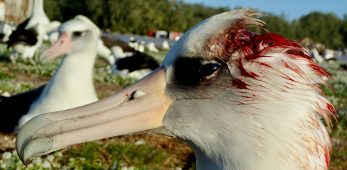 Topi assassini attaccano e uccidono gli albatros che nidificano sull'atollo di Midway: gli scienziati lottano per fermare questo nuovo, raccapricciante comportamento