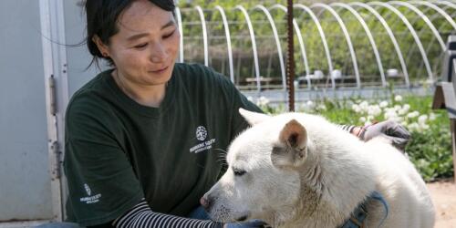 In Corea del Sud, si avvicina la fine del mercato della carne di cane