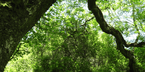 La foresta pluviale del Galles tornerà al suo antico splendore