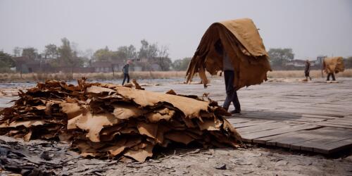 Perché dovremmo smettere di indossare materiali di origine animale