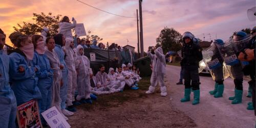 Peste suina, cosa sta succedendo in Lombardia e perché vengono uccisi anche i maiali liberati