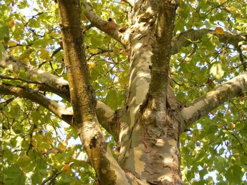 A Milano i platani vanno in pensione per il clima. Quali sono gli alberi più resistenti per le città?