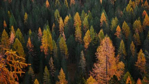 Ue, l’intesa sulla Legge per il ripristino della natura: cosa prevede e quali sono gli obiettivi