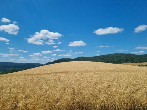 Da Fondazione Enea 40 milioni di euro per start up e pmi dell’Agritech