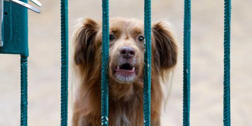 Aggressività nei cani, un aspetto che può essere risolto