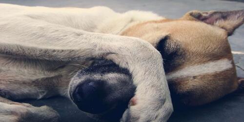 La disfunzione cognitiva nel cane anziano