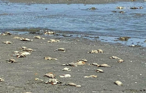 Video | Moria di granchi blu nelle spiagge del Delta:  il caldo o la ‘mano divina’?