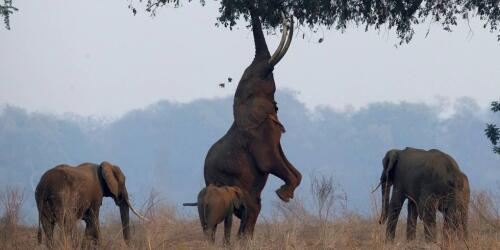 Zimbabwe e Namibia uccideranno 283 elefanti per combattere la fame