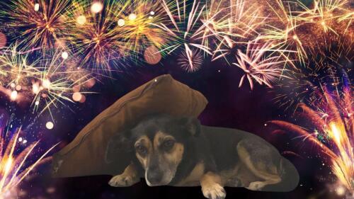 Come proteggere cani e gatti dai botti di Capodanno