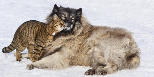 La dieta antinfiammatoria per cani e gatti