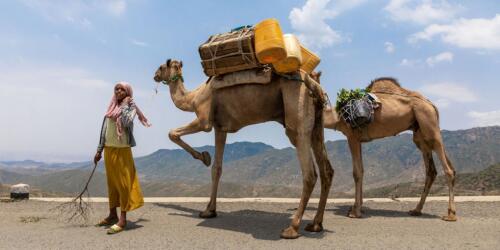 Perché la Fao ha decretato il 2024 anno internazionale dei camelidi