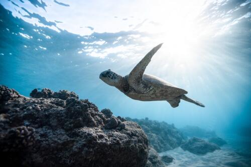 Dalla lotta ai rifiuti alla sensibilizzazione, su 360 solo 69 comuni sono “plastic free”: dove si combatte l’inquinamento in Italia