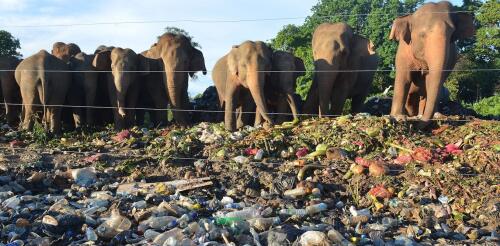 Le attività umane in Asia hanno ridotto l’habitat degli elefanti quasi dal 1700, dividendo ciò che rimane in zone