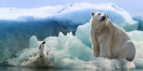 L’orso è una specie resiliente nei confronti del nemico: l’essere umano