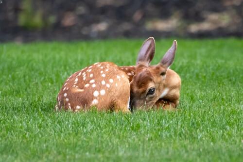 In Abruzzo i cacciatori potranno uccidere i cuccioli di cervo pagando 50 euro