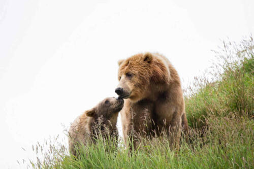 Un’orsa e il suo cucciolo trovati morti in Trentino. Insorgono gli animalisti: “Bracconaggio o avvelenamento”