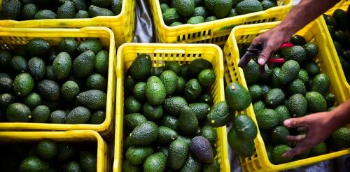 Gli avocado sono un “oro verde” da esportazione per il Messico, ma coltivarli sta danneggiando le foreste e le acque