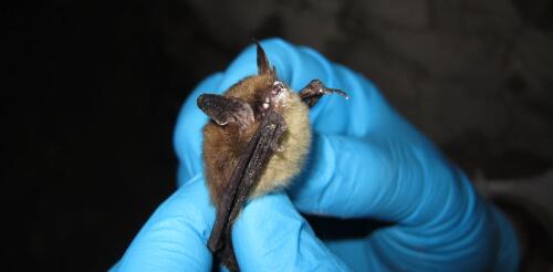 I pipistrelli del Colorado devono combattere contro un fungo mortale che causa la sindrome