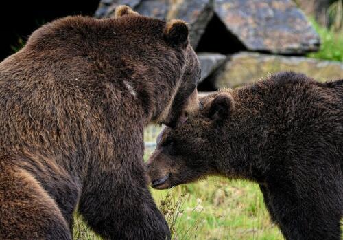 ビデオ |アブルッツォ州の2頭のクマの間で、誘惑と「熱い」抱擁の合間に情熱が勃発