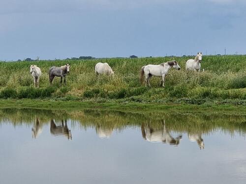 ビデオ |フラミンゴ、野生の馬、そして「家の後ろ」の水域?フェラーラの谷で