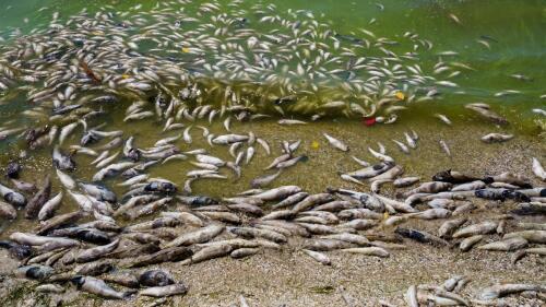 オルベテッロ湖で数万匹の魚が死んでいる