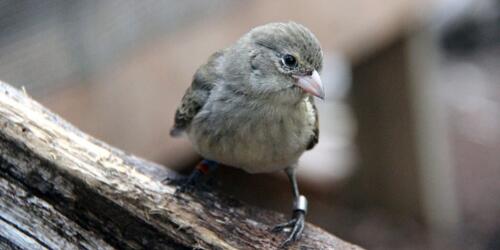 ガラパゴスで吸血バエがダーウィンフィンチの生存を脅かす