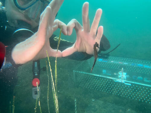 ターラントの海にはさらに160頭の「ジェノヴァ」タツノオトシゴが生息している