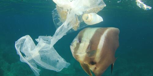 プラスチックフリーの7月：プラスチックなしで 1 か月間過ごすために見つけるべき 5 つのスタートアップ