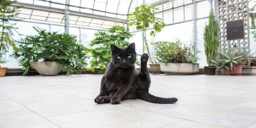 温室と動物、共生可能