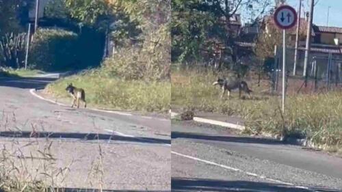 ビデオ |ピアチェンツァ郊外を歩くオオカミ