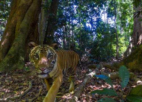 マレーシアの最後のトラの写真