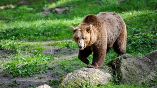 日本ではクマ警報が出ています:攻撃が増加中。そして今ではドングリすらなくなってしまった