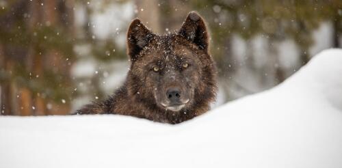 コロラド州のオオカミの修復は、人間が野生動物との関係をどのように再考しているかを示しています