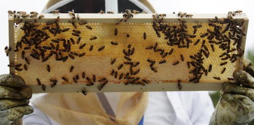 ミツバチにどうやってワクチン接種するのですか？花粉媒介者を保護するための新しいツールに関する 6 つの質問に回答